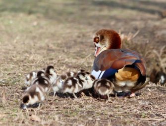 Die Nilgans in Franken