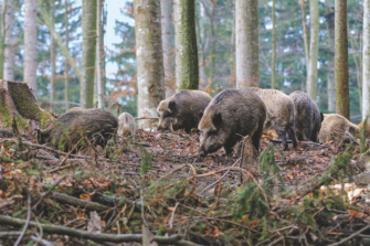 Drückjagd: Die Kirrung danach – the time after