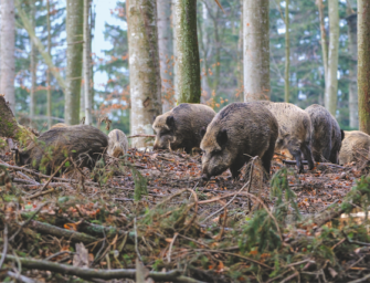 Drückjagd: Die Kirrung danach – the time after
