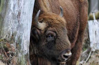 Wisente in freier Wildbahn – Ein Erfolg für den Artenschutz?