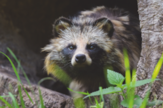 Gängige Fallen – Bewährte Erfolgsmodelle bei der Fallenjagd