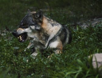 Wolf unweit vom Alexanderplatz – Sind die Tiere bald in Berlin?