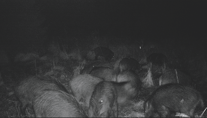 Rotte Schweine auf einer Nachtsichtkamera.