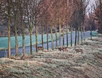 Wildunfall mit Fahrrad auf Bundesstraße