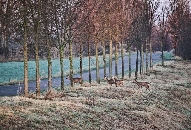 Rehwild Straße