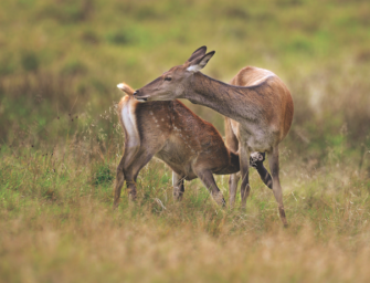 Säugen des Schalenwildes – Die Milch macht’s