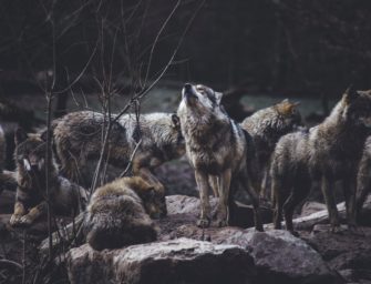 Schweiz: Der Wolf breitet sich aus – Umweltverbände für Regulierung