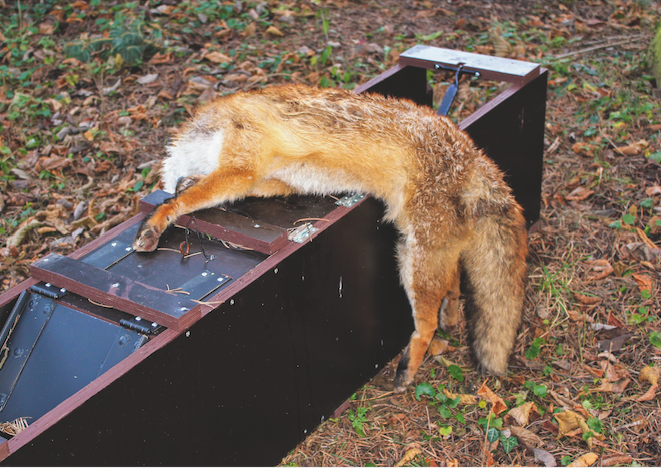 Toter Fuchs aus einer Kastenfalle.