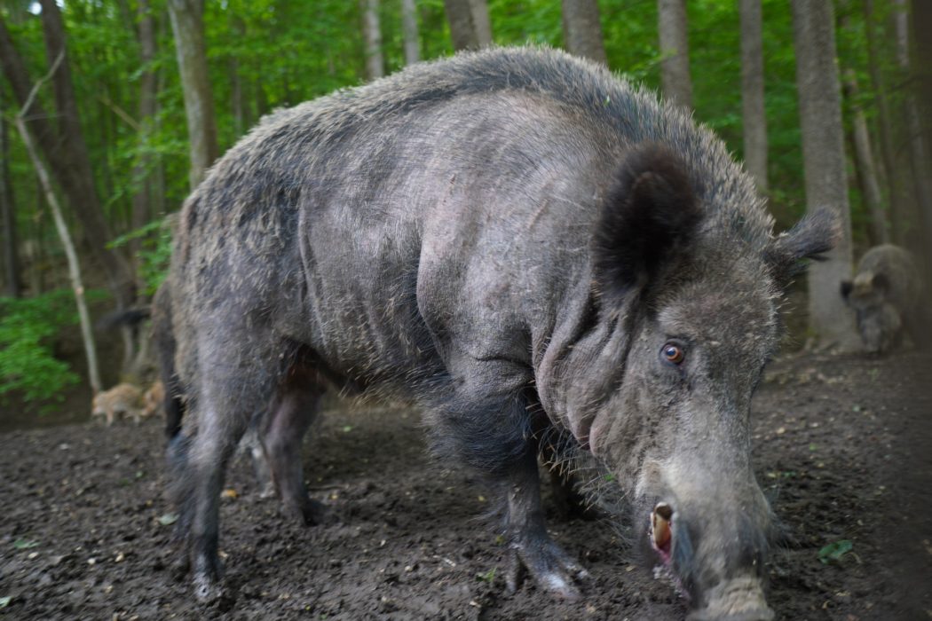 wild-boar-g002a4cbd5_1920