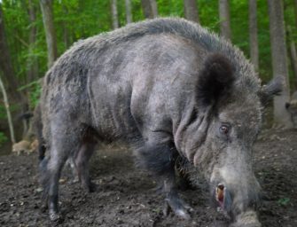 Die ASP – News zur Afrikanischen Schweinepest bei Wildschweinen
