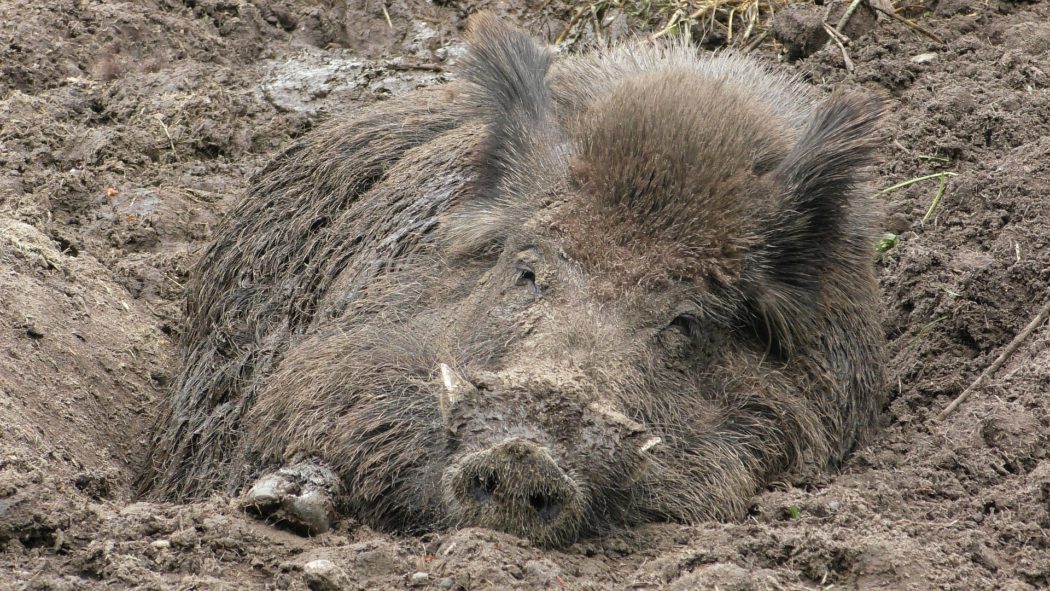 wild-boar-g3756e584a_1920