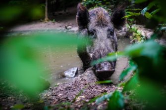ASP: Land Brandenburg erhöht Prämie für erlegtes Wildschwein