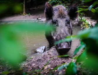 ASP: Land Brandenburg erhöht Prämie für erlegtes Wildschwein