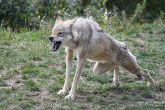 Wolf illegal getötet – NABU sieht Politik in Mitverantwortung