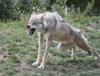 Wolf illegal getötet – NABU sieht Politik in Mitverantwortung