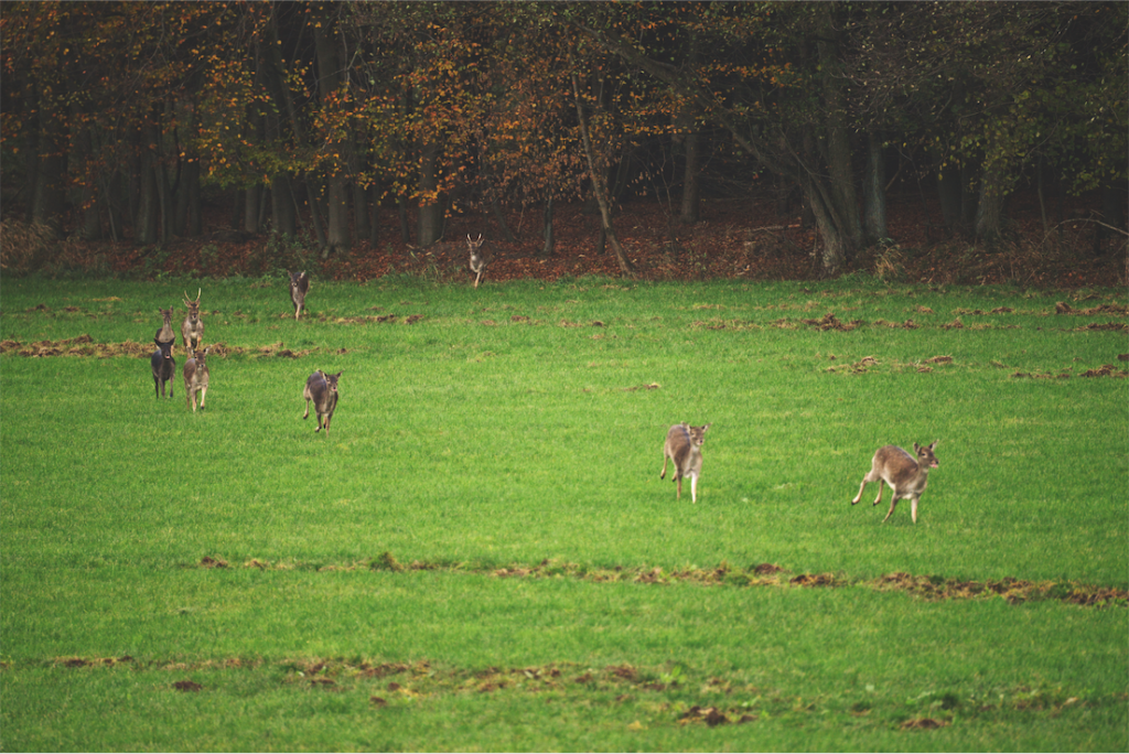 Damwild läuft über grünes Feld.