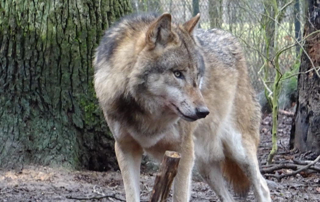 Einzelner Wolf