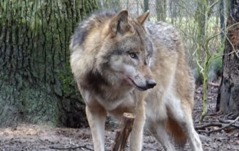 Nordrhein-Westfalen: Schäfer fordern Abschuss von Wolf „Gloria“