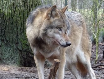 Nordrhein-Westfalen: Schäfer fordern Abschuss von Wolf „Gloria“