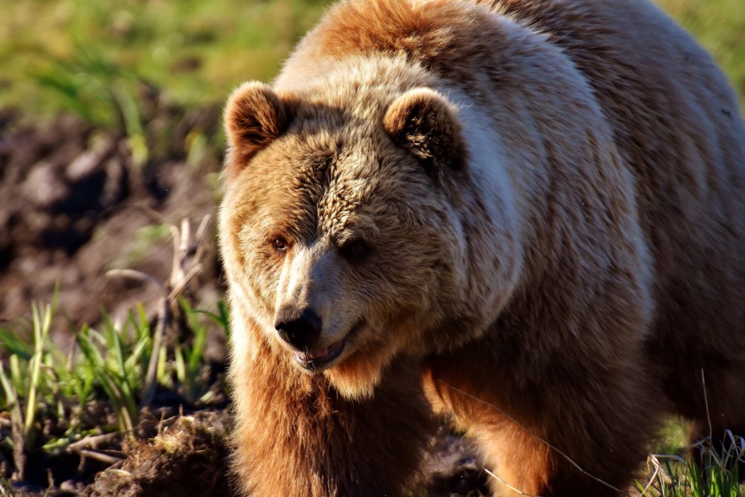 european-brown-bear-g9be2e22ab_1920