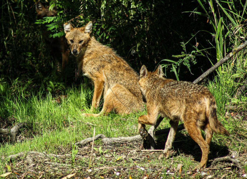 golden-jackal-g8f2c5b129_1920