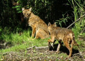 Zwei Goldschakale im Süden Deutschlands nachgewiesen