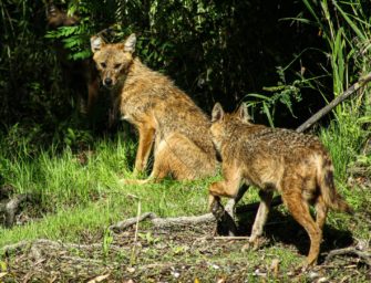 Zwei Goldschakale im Süden Deutschlands nachgewiesen