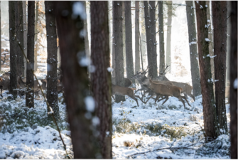 Jagdreise: Winterliche Drückjagd in der Eifel