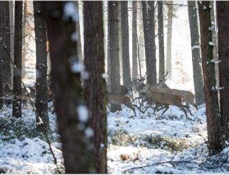 Jagdreise: Winterliche Drückjagd in der Eifel