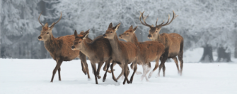 Wind und Wild – Welche Rolle Wind bei der Bewegungsjagd spielt