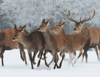 Wind und Wild – Welche Rolle Wind bei der Bewegungsjagd spielt