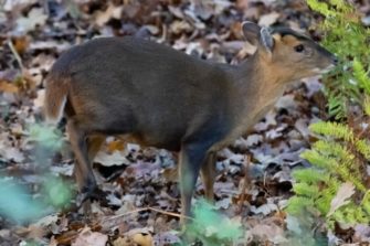 Schleswig-Holstein erlaubt Abschuss der Muntjaks