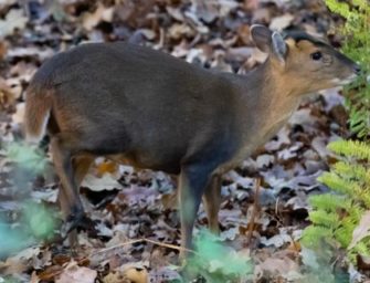 Schleswig-Holstein erlaubt Abschuss der Muntjaks