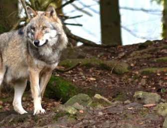 Praxisleitfaden zur Entnahme von Wölfen