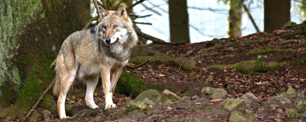 Bild: Pixabay – jggrz Beispielbild Wolf