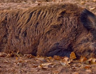 Biosicherheit bei der Jagd – DJV veröffentlicht 7 Punkte Katalog