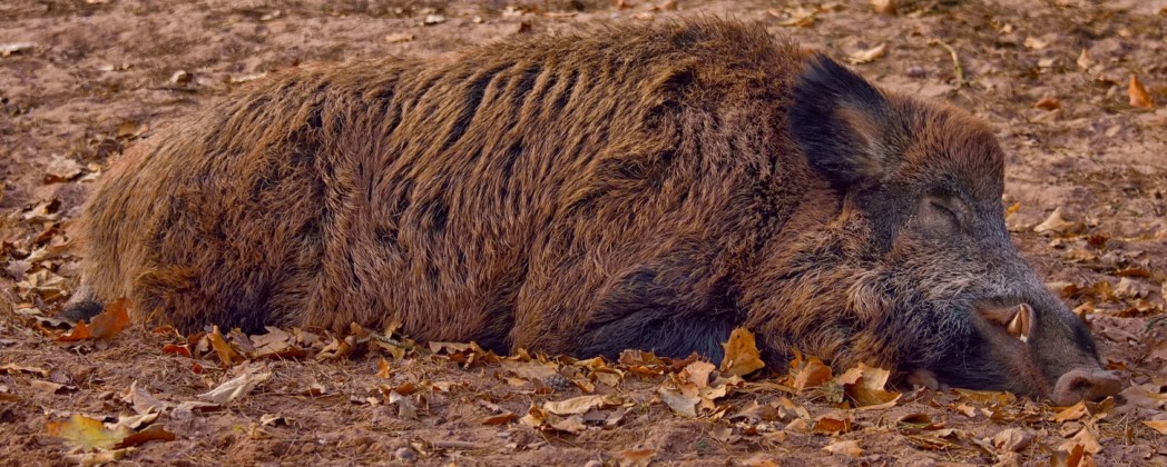 Beispiel: Wildschwein