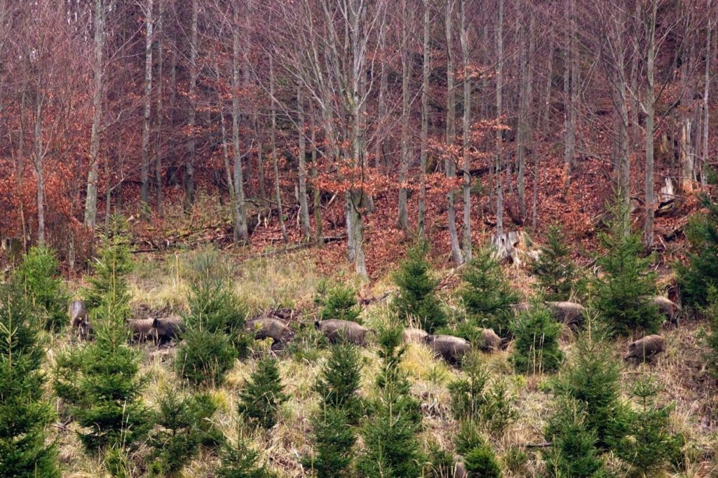 Rotte Schwarzwild ziehen durch kleine Bäume.