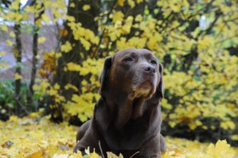 Tod des Hundes – Abschied von einem Freund