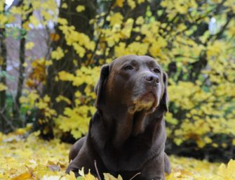 Tod des Hundes – Abschied von einem Freund