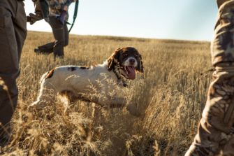 Schussverletzung beim Hund – Am seidenen Faden