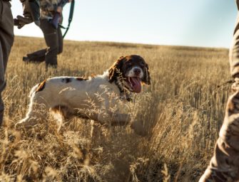 Schussverletzung beim Hund – Am seidenen Faden