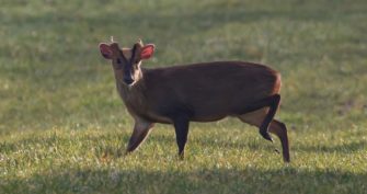 Muntjaks in Deutschland – Beginn einer Invasion?