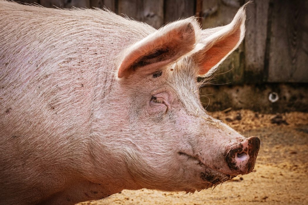 pig-3834738_1280
