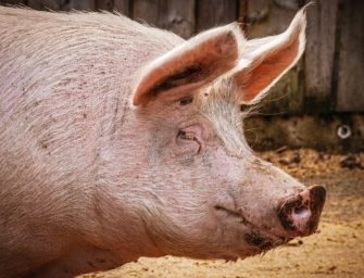 Afrikanische Schweinepest in Mecklenburg-Vorpommern bestätigt