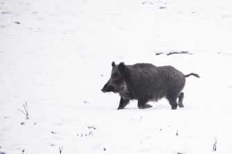 Schwarzwildjagd in Schweden – Jagdreise in den Norden