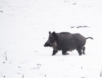 Schwarzwildjagd in Schweden – Jagdreise in den Norden