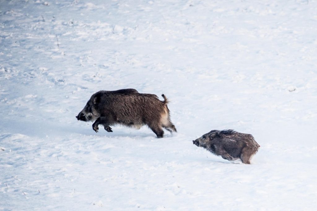 Bache und Frischling laufen über verschneites Feld.