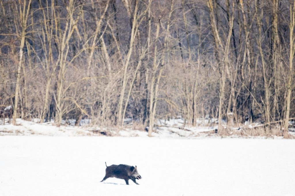 Schwarzwild läuft über schneebedecktes Feld. Im Hintergrund winterlicher Wald.