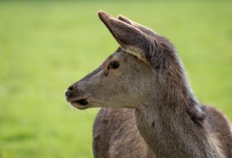 Wildtierstiftung: Risiko von Kälberwaisen auf Bewegungsjagden